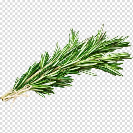 Rosemary