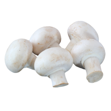 Argula/Rakula/Rocket